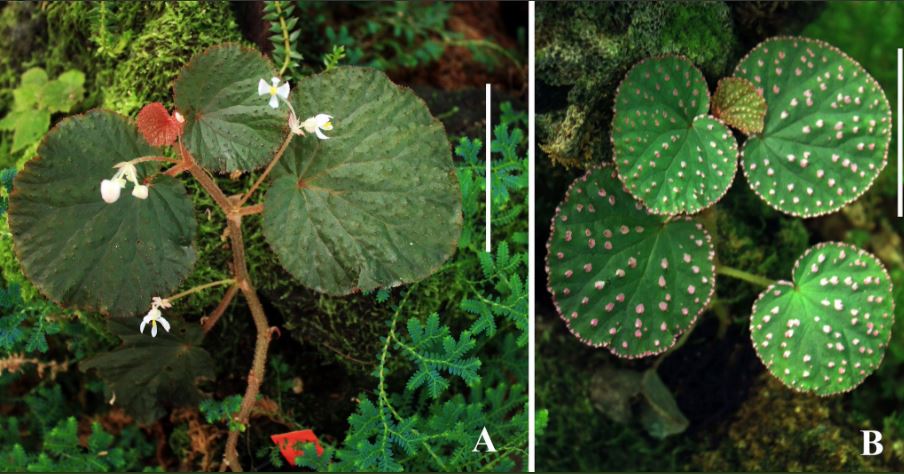B. ocellata